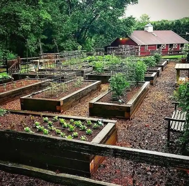growing vegetable beds