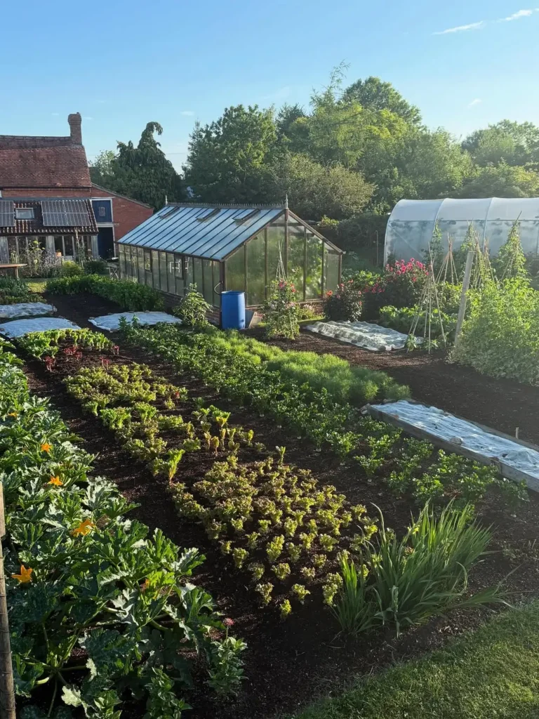 lettuce vegetable garden