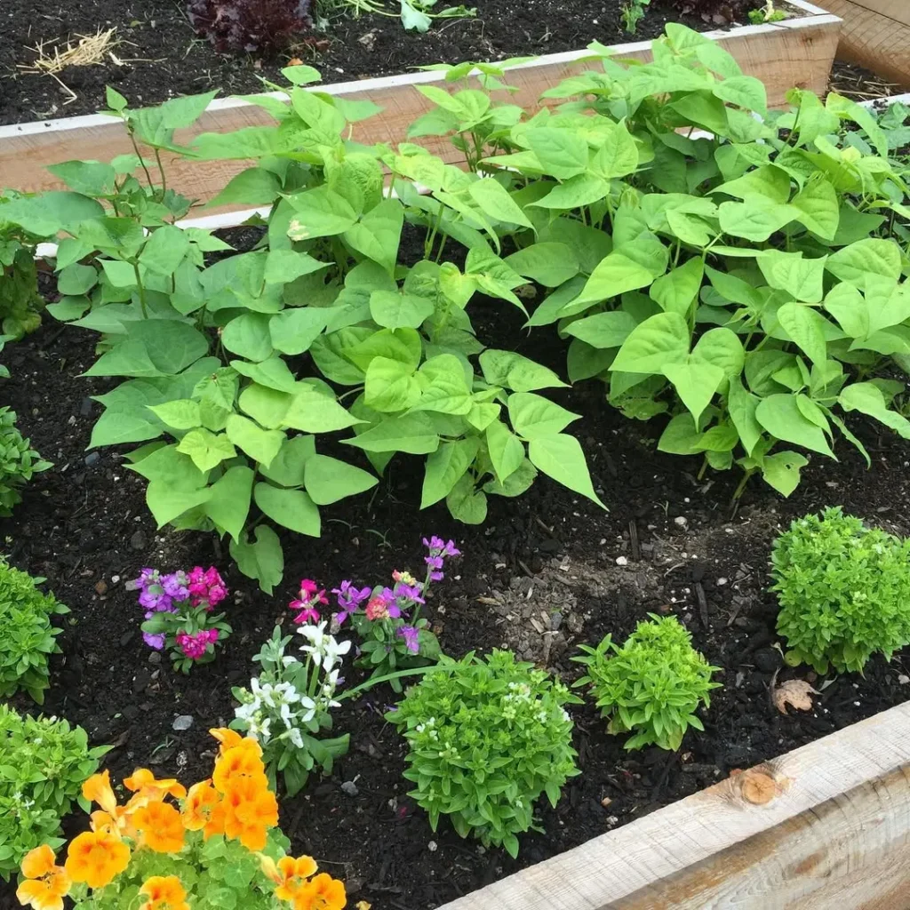 vibrant green plant bed