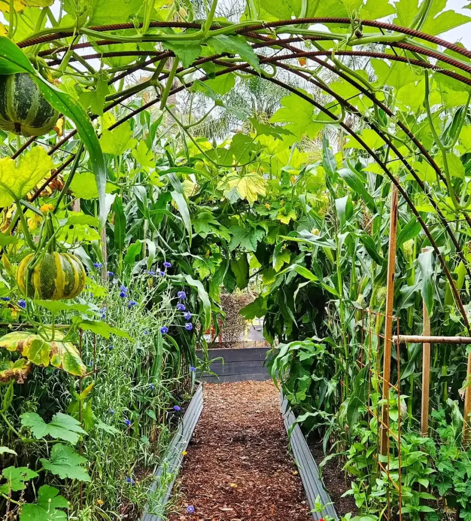 vibrant vegetable garden