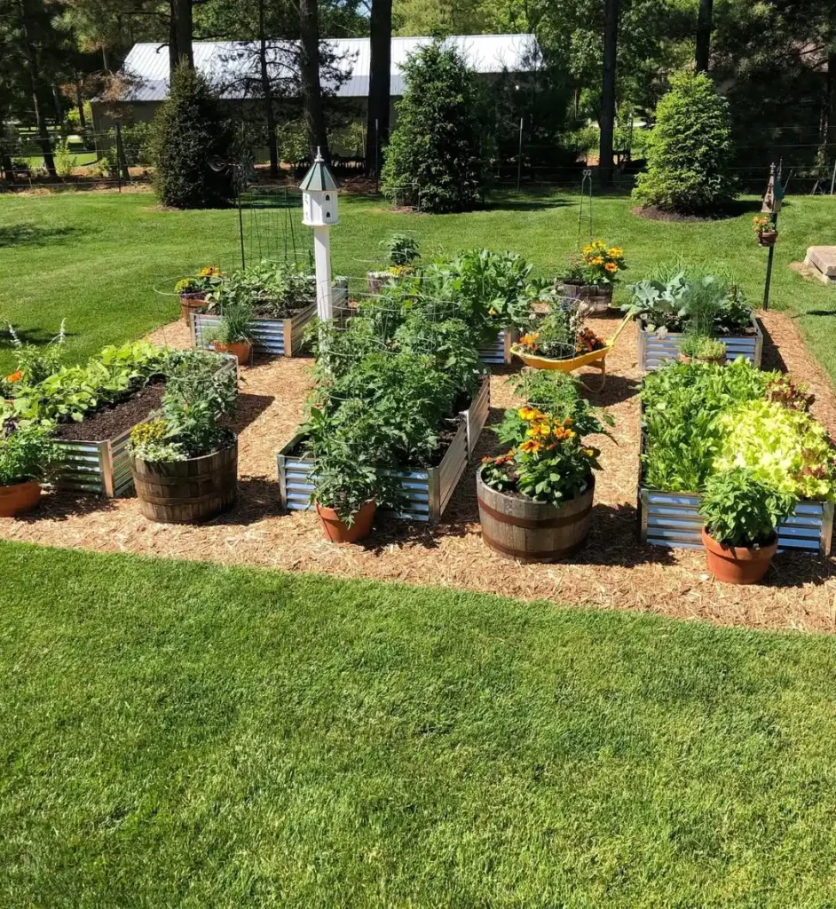 whisky barrel and raised beds